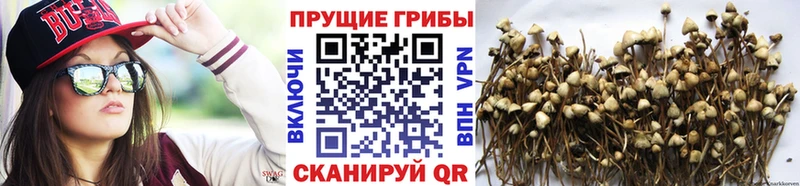KRAKEN ТОР  Грайворон  Галлюциногенные грибы MAGIC MUSHROOMS 